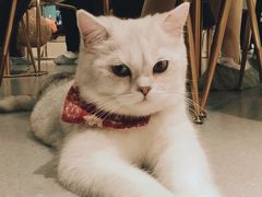 -飞行喵MR PILOT|猫舍·猫咖(静安大融城店)