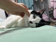 -瑞鹏宠物医院犬猫全科(真大分院)