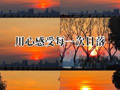 -合肥滨湖国家森林公园