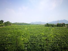 -北京张裕爱斐堡酒庄