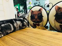 -李小姐の猫咖啡馆(五角场店)