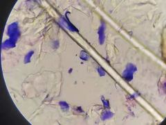 -瑞派康怡24h宠物医院·犬猫医疗中心·微创绝育(瑞景分院)