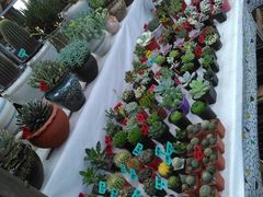 -秦美花卉(天朗·莱茵小城2期店)