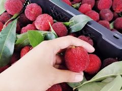 -西山樟坞健康果园枇杷杨梅采摘