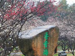 -香雪海