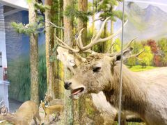 -北京麋鹿生态实验中心