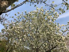 -天王浮山樱花园