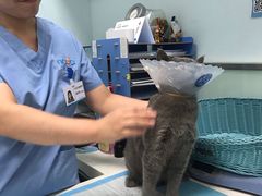 -纳吉亚猫专科动物医院博雅分院