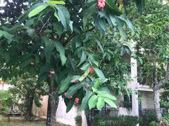 -三亚珠江南田温泉度假区