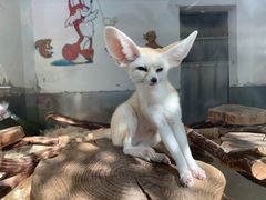 -大连森林动物园