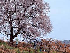 -桃源山庄·水蜜桃采摘·柴火鸡·烧烤团建(龙泉山店)