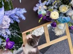 -拾花记花艺·求婚·订婚·生日布置(高新店)