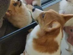 -怪兽屋·羊驼·猫咖·狗咖(俊华广场店)