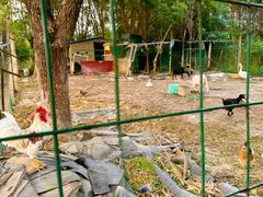 -呼吸森林·生态农庄农家乐私房菜