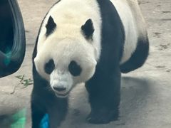 -石家庄市动物园