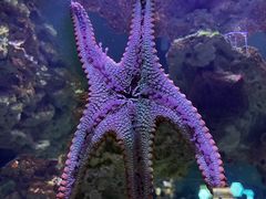 -海合安武汉极地海洋公园