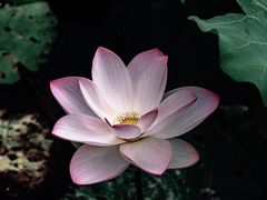 -后襄河公园
