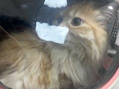 -中农国际动物医院24小时·猫科·骨科·急重症中心