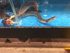 鳗鱼-盒马鲜生(宝地店)