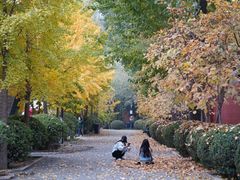 -三里屯东五街银杏大道