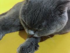 -松果猫咖(桐乡吾悦金街店)