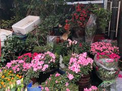 -平吉花卉市场