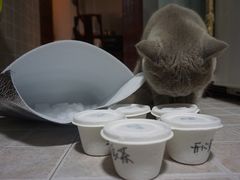 -歎雪糕低糖低脂Gelato冰淇淋