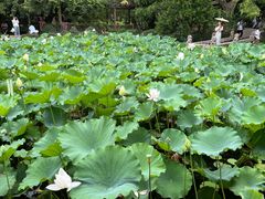 -上海醉白池公园
