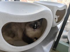 -怪兽屋·羊驼·猫咖·狗咖(俊华广场店)