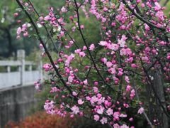 -武汉大学-樱园