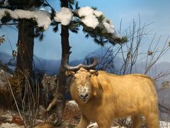 -陕西自然博物馆