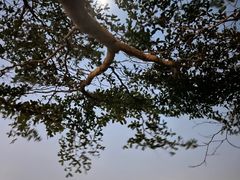 -深圳湾公园(南山区)