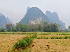 -明仕田园