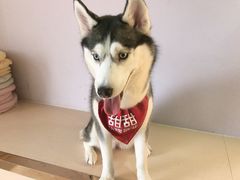 -Husky Go! 哈士奇体验馆·宠物咖啡厅狗咖