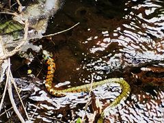 -云岫谷游猎自然风景区