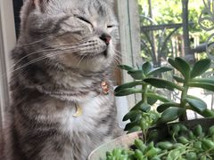 猫咪咖啡-海边的猫和咖啡馆