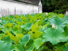 -兰亭风景区