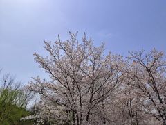 -御池园(顾村公园店)