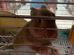 -宠物兔专门店(天丰利市场店)