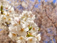 景点-上海共青森林公园