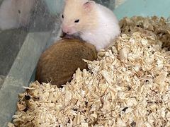 -怪兽屋·羊驼·猫咖·狗咖(俊华广场店)