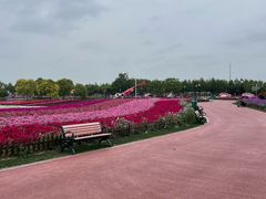 -荷兰花海