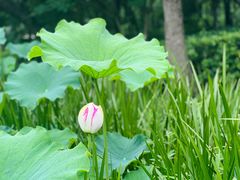 -陈家山荷花公园