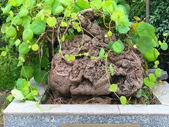 -广州神农草堂中医药博物馆