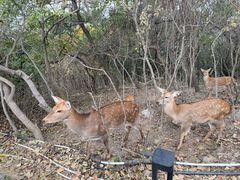 -大连森林动物园