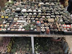 -秦美花卉(天朗·莱茵小城2期店)