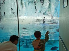 -帝企鹅自助餐厅•儿童岛•真企鹅(长隆企鹅酒店)