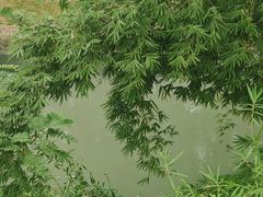 -两河城市森林公园