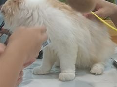 -喵园·猫主题咖啡厅·撸猫·猫咖(国贸店)