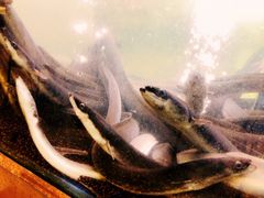 -本炙炭烤·蒲烧活鳗料理店(金沙洲店)